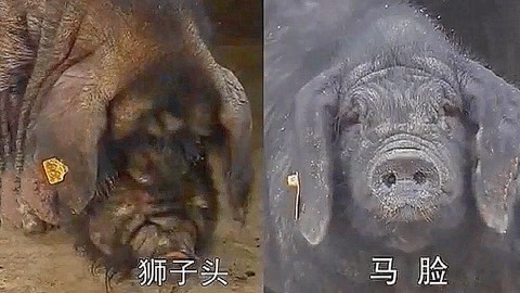 四叠半时光机 视频海报