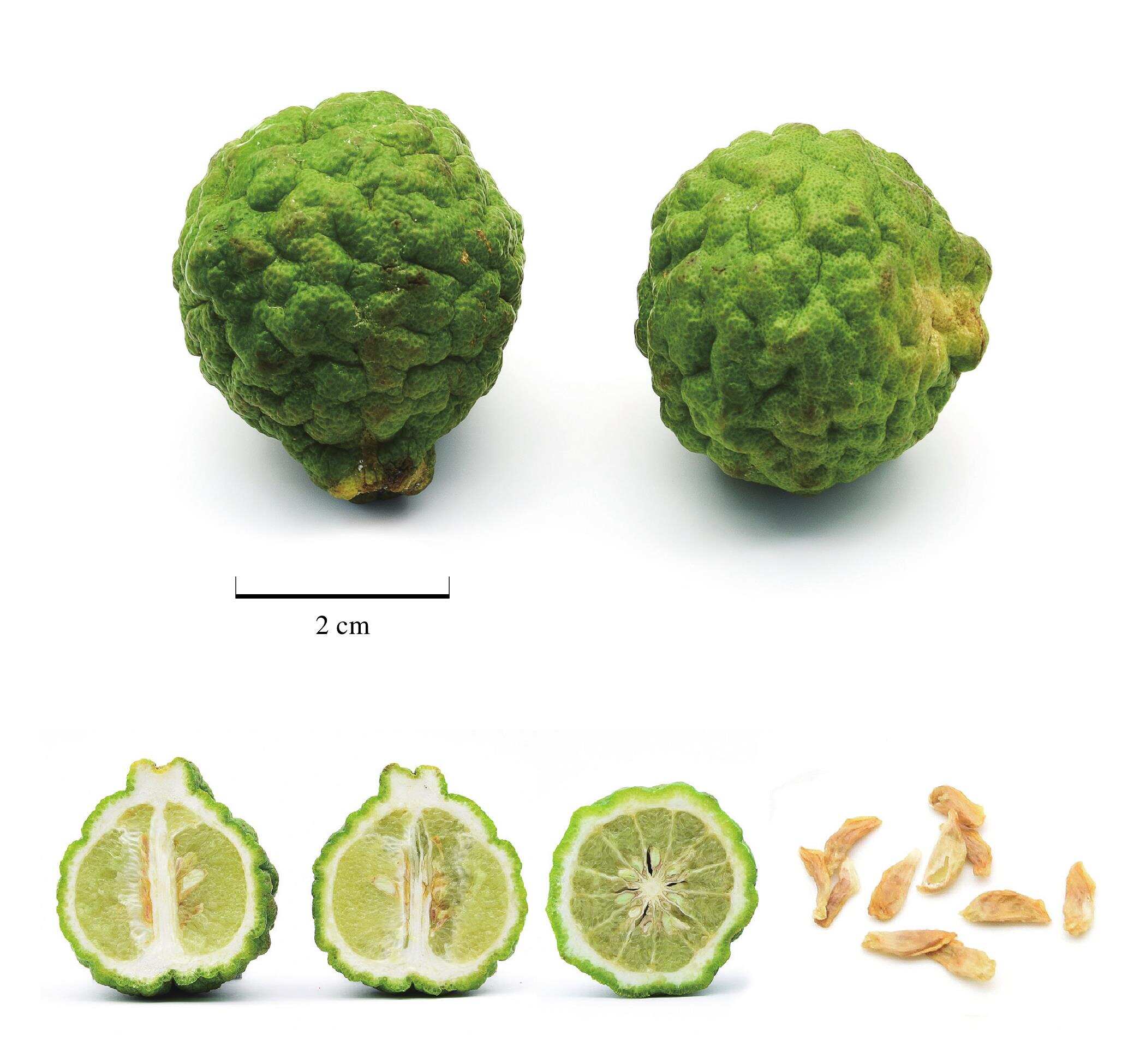 元洲街王后 视频缩略图