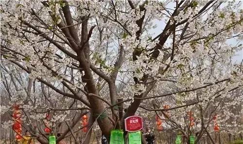 凶猫 兇貓 视频缩略图