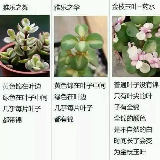 僵尸100：在成为僵尸前要做的100件事 视频缩略图