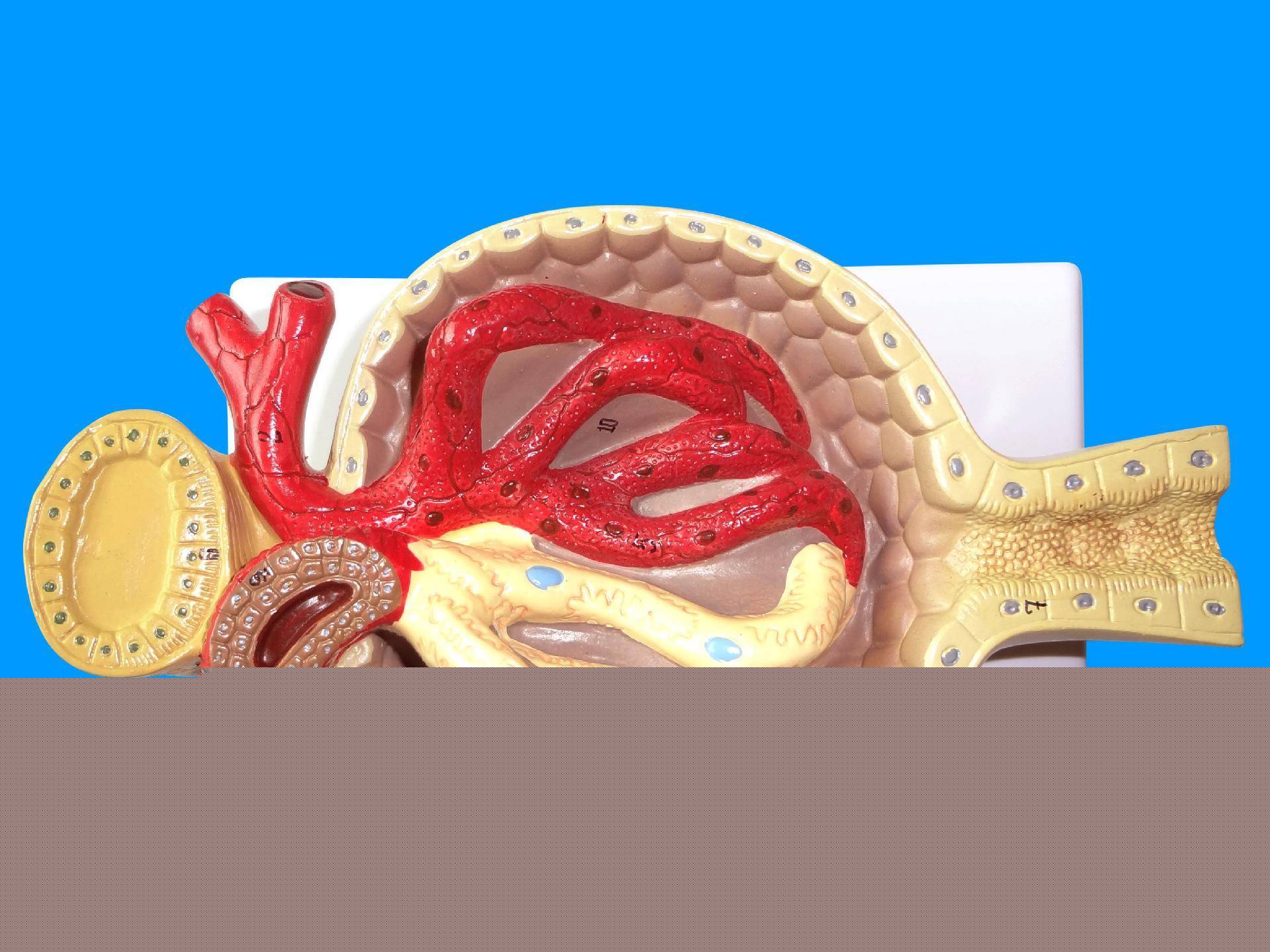 冽之花 视频海报