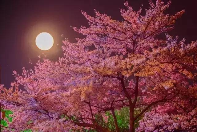 和山田进行LV.999的恋爱 视频海报