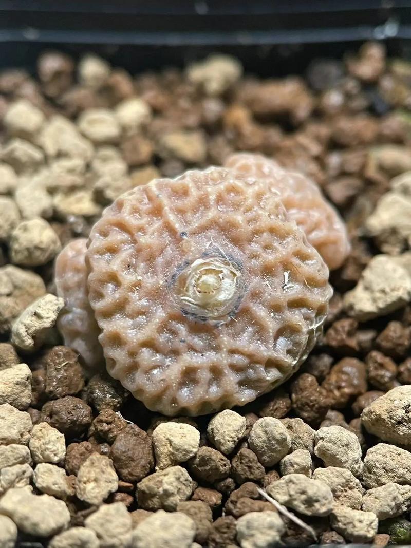 冰封侠：时空行者 普通话版 视频缩略图