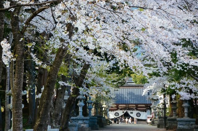 圣殇 视频缩略图