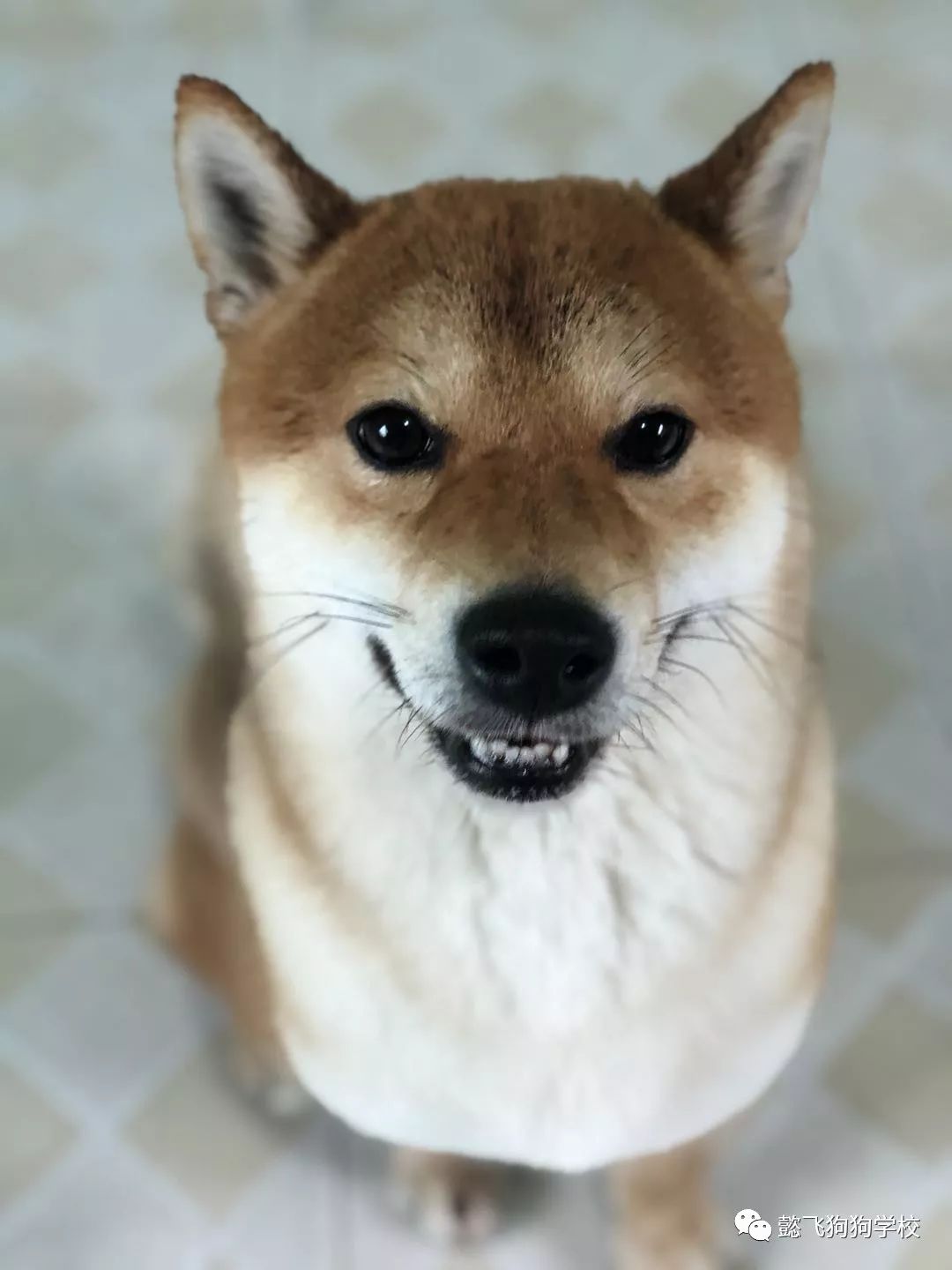 冒牌大状审死官 视频缩略图