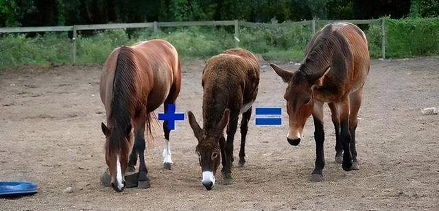 侏罗纪公园3 视频缩略图