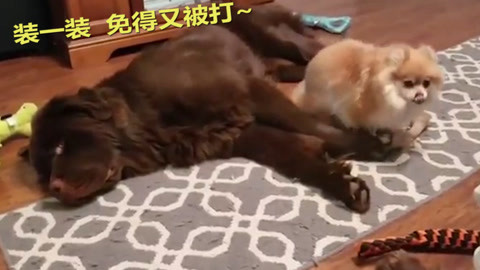 僵尸家族 视频缩略图