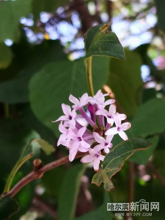 伊丽莎白不见了 视频缩略图