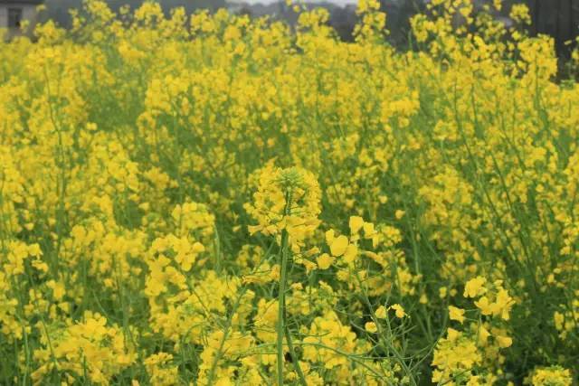 仙球大战 视频缩略图