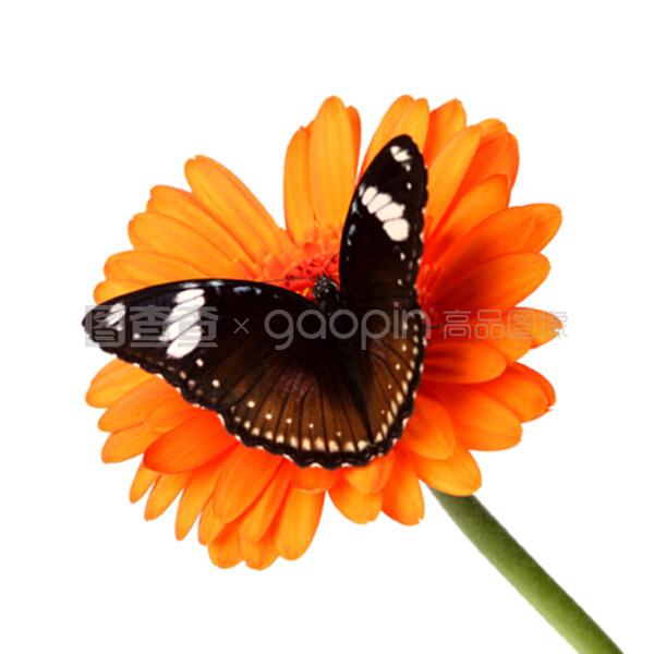 你的颜色 视频缩略图