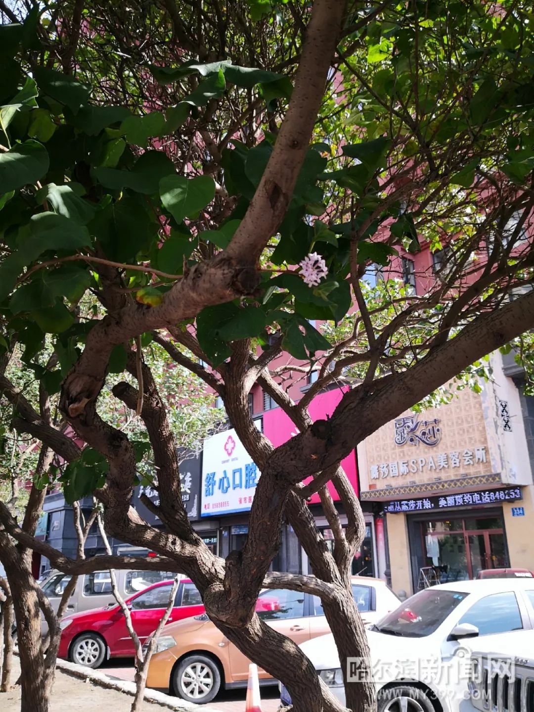 候鸟 视频缩略图