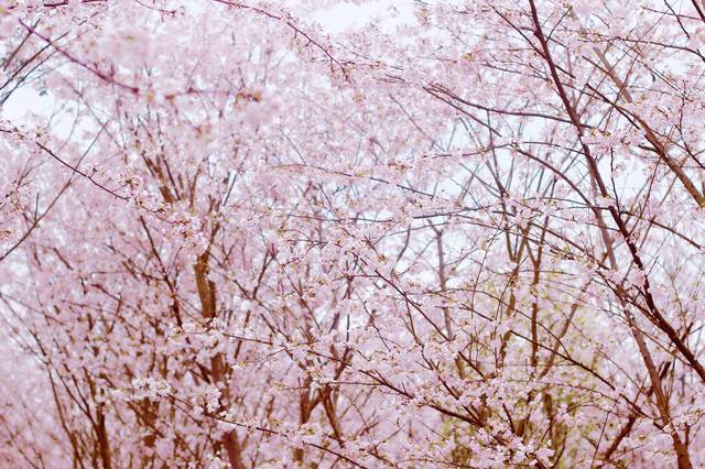 仙游记 视频海报