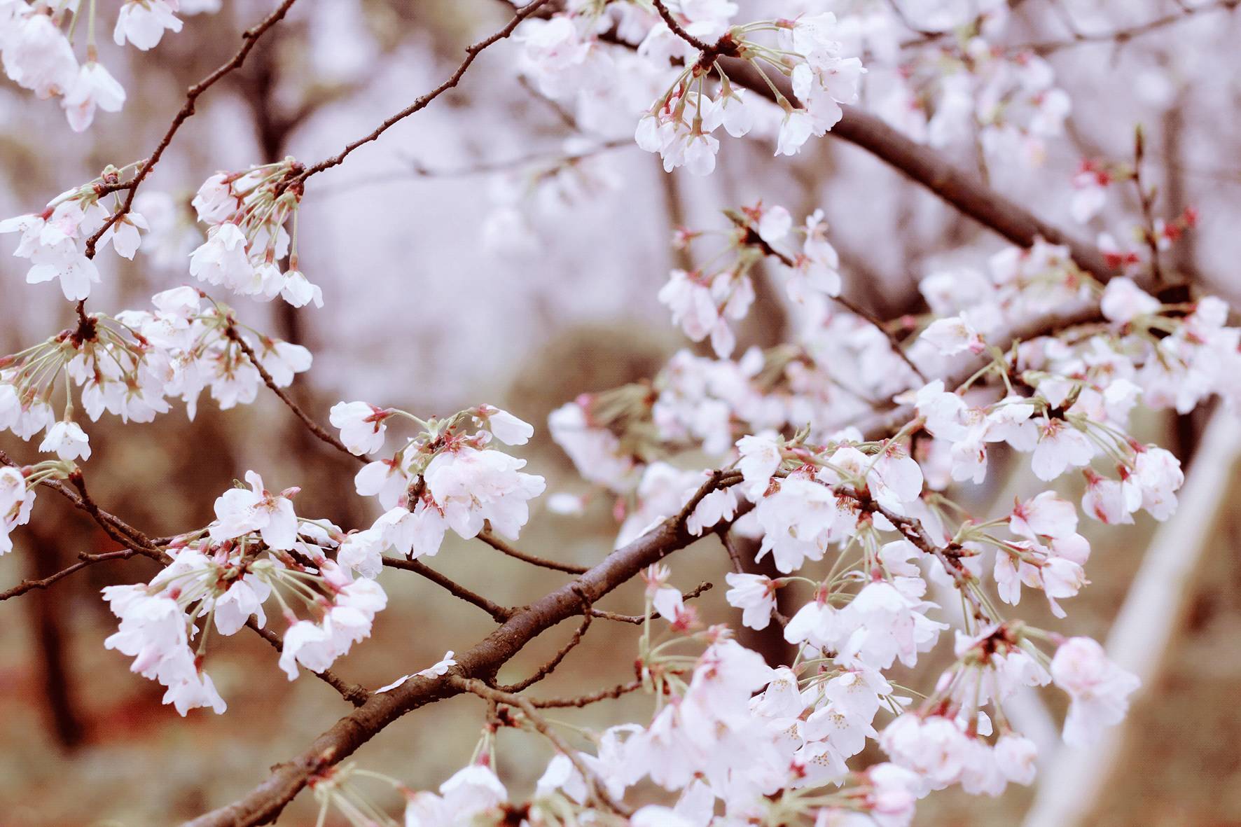 候鸟 视频缩略图