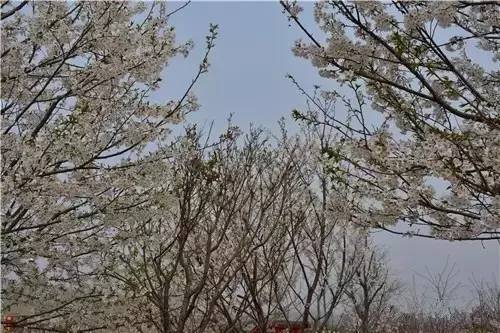 僵尸来袭2：末日 视频缩略图