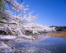 僵尸归来 视频缩略图