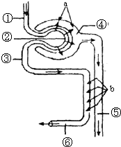企业动物 视频海报