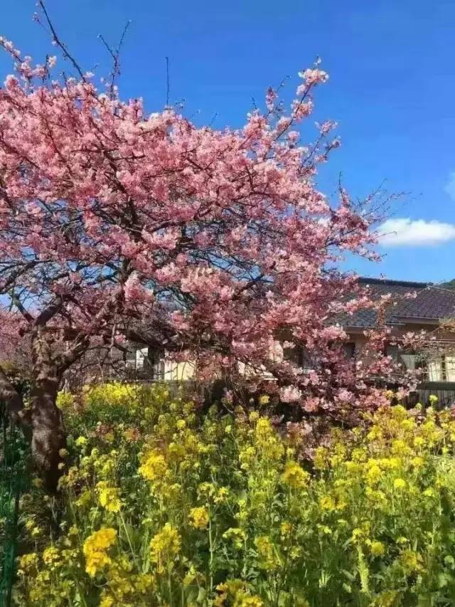 假戏真作 视频缩略图