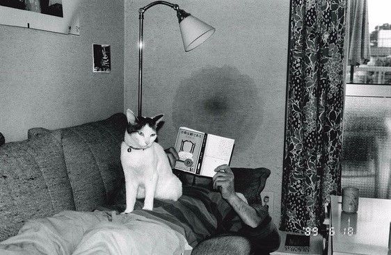 喜气洋洋小金莲 视频海报