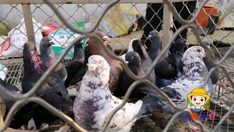 侠客无名 视频缩略图