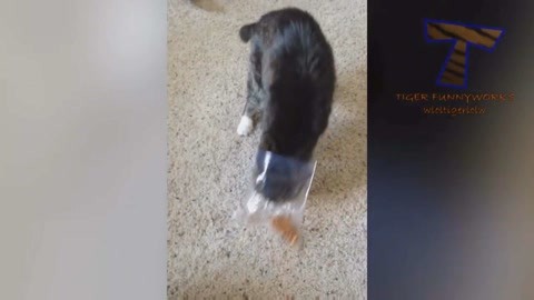 外星幻想曲 视频缩略图