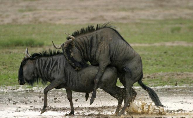 凯尔经的秘密 视频缩略图
