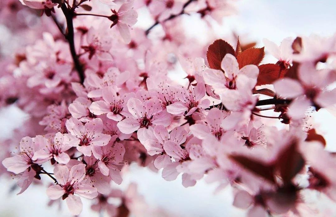 伊丽莎白不见了 视频缩略图