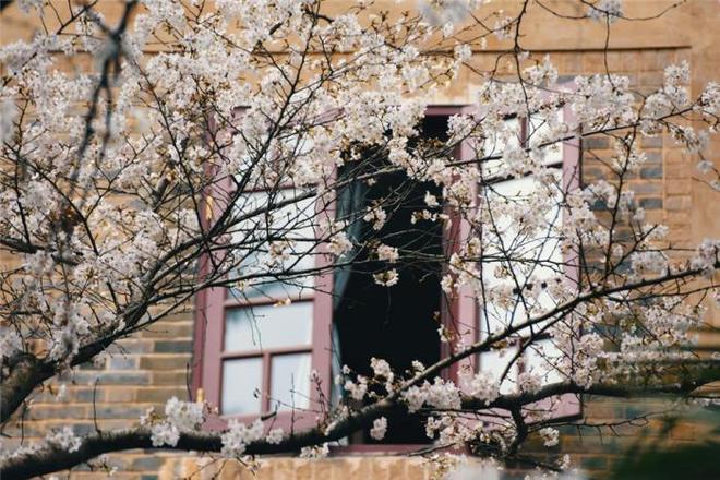 伪造者 视频缩略图