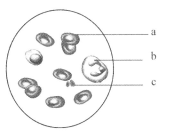 你的生命之轮 视频缩略图